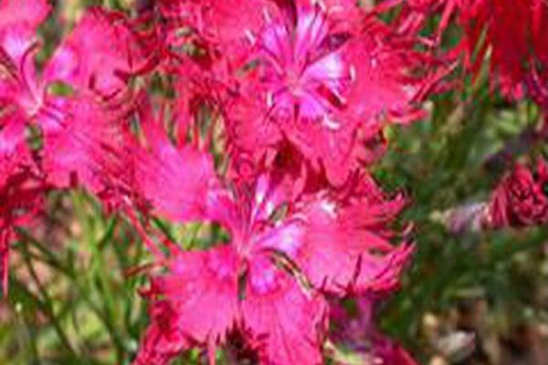 Dianthus superbus \x27Crimsonia\x27