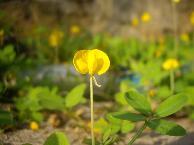 科花1號