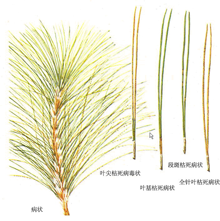 松赤枯病發病症狀