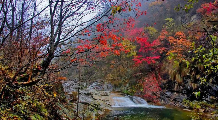 岳西古井園國家級自然保護區