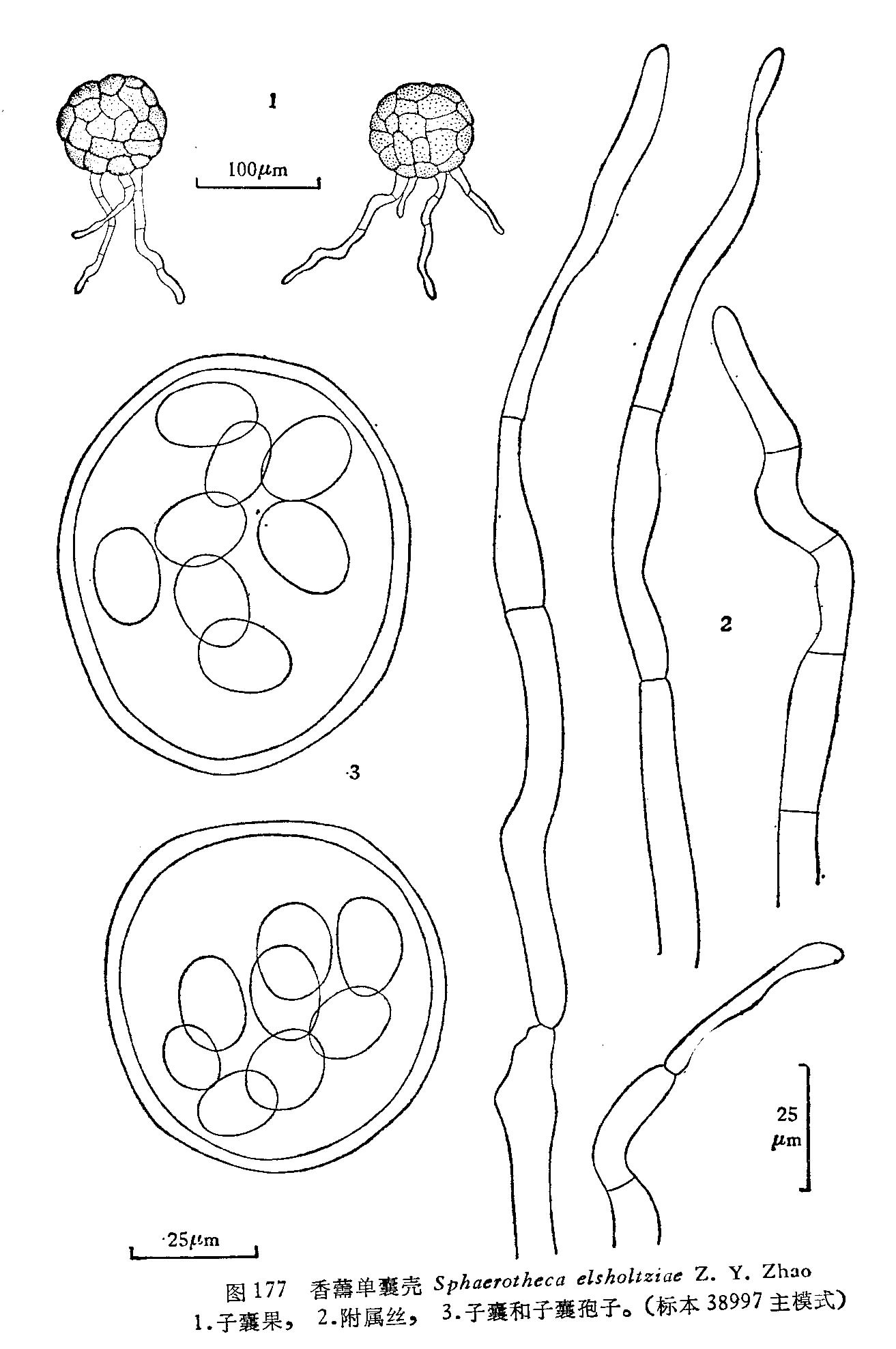 香薷單囊殼