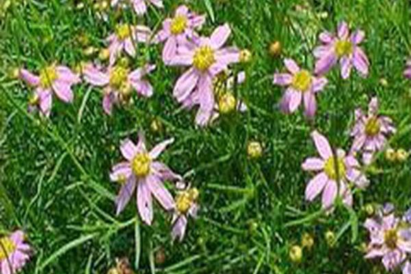 Coreopsis rosea \x27American Dream\x27