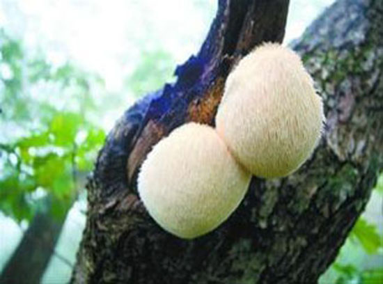 海林猴頭菇