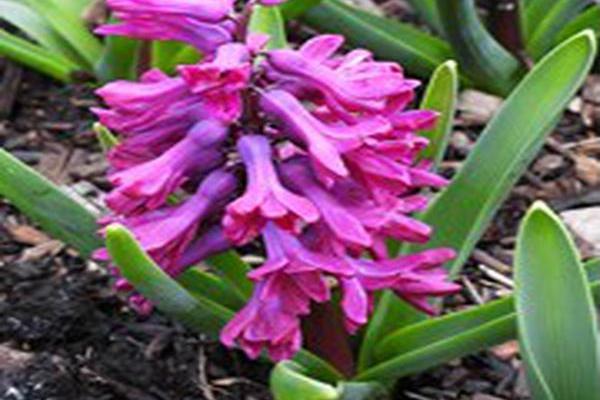 Hyacinthus orientalis \x27Woodstock\x27