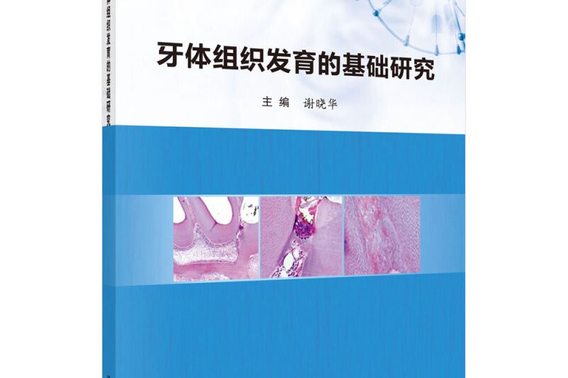 牙體組織發育的基礎研究