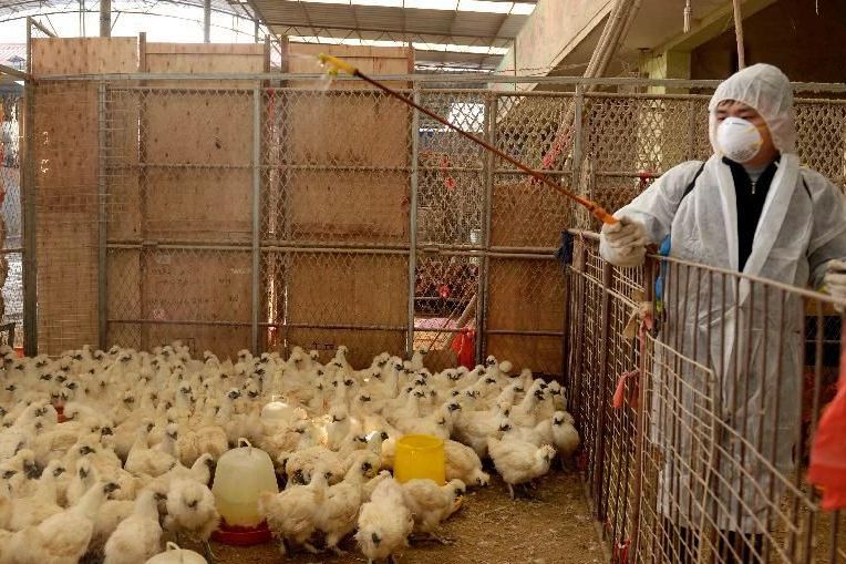 2020年H5N1禽流感疫情