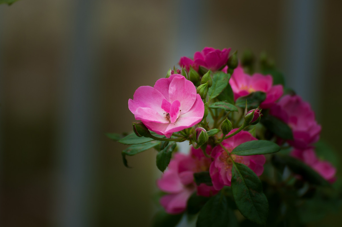 寶石(薔薇屬雜交品種)