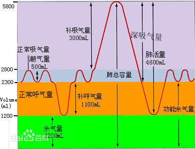 深吸氣量 補呼氣量 肺泡氣 潮氣量 補吸氣量