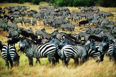 東非肯亞動物