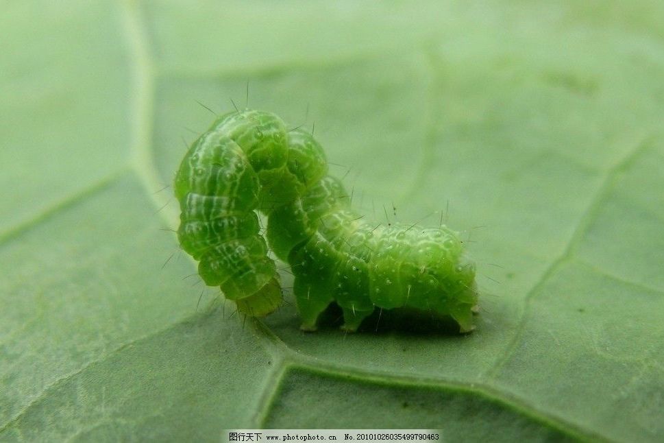 生物蟲