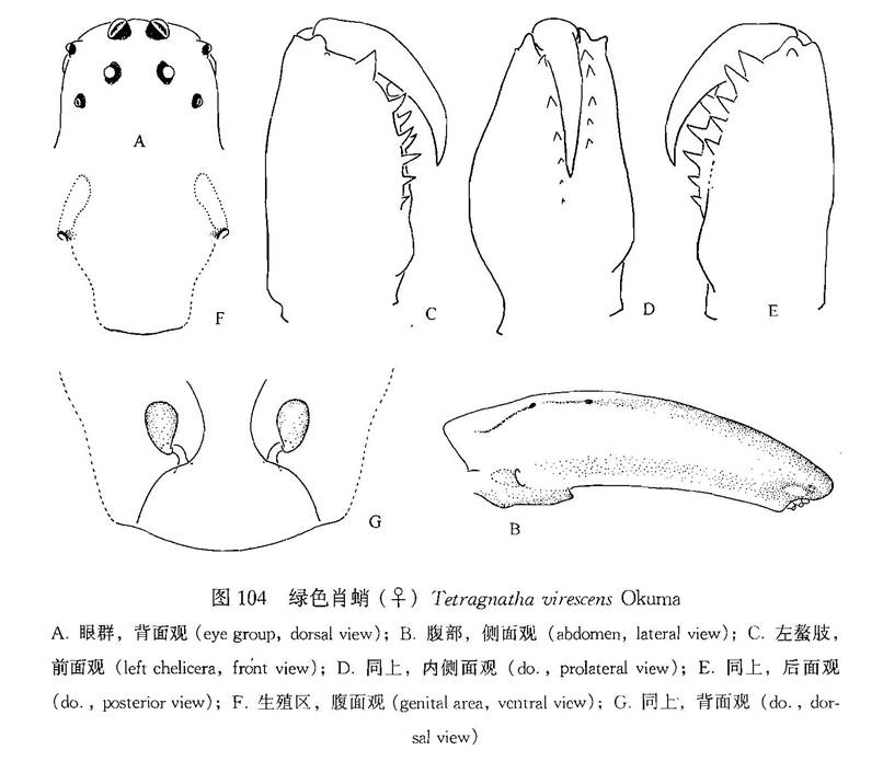 綠色肖蛸