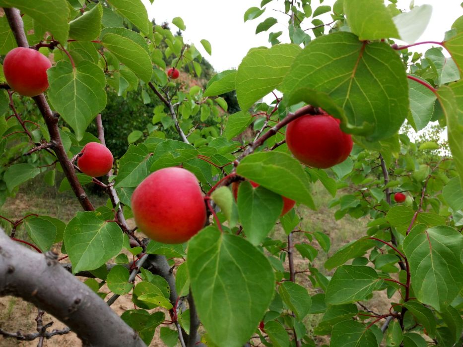 彭陽紅梅杏