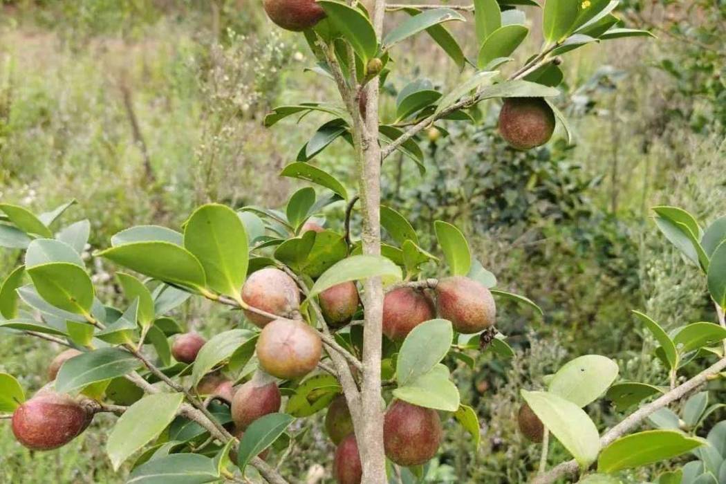 油茶無性系湘林146