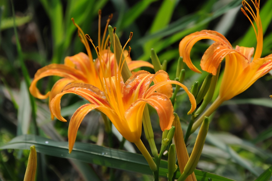 Hemerocallis \x27Chicago Fire\x27