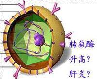 轉氨基酶升高就是肝炎嗎