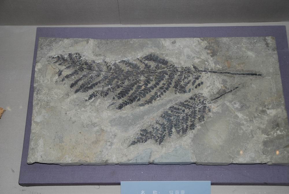 植物化石8