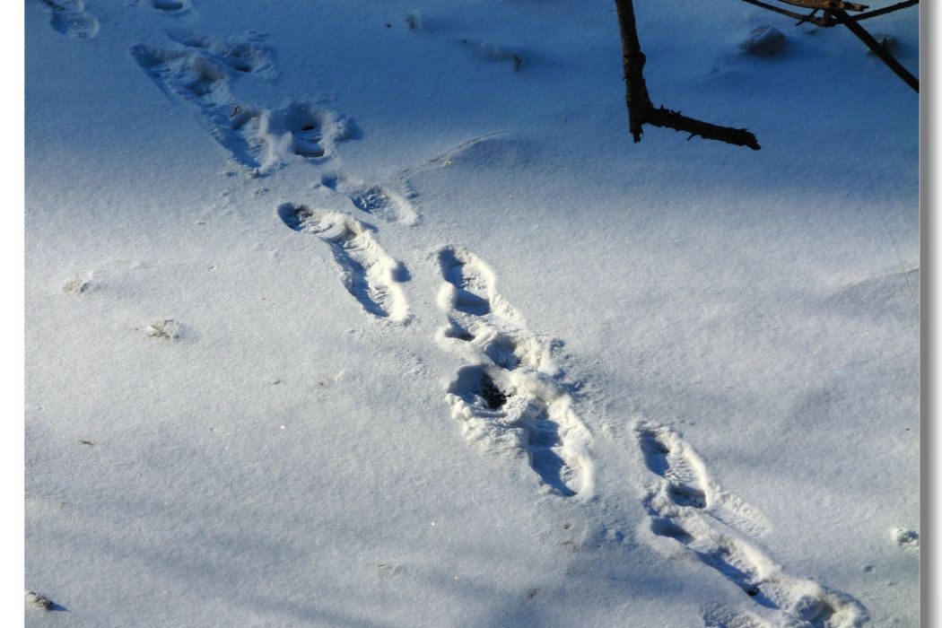 雪路冰白葡萄酒