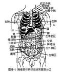 內分泌器