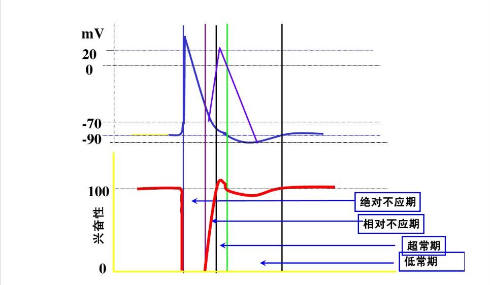 興奮性的周期變化