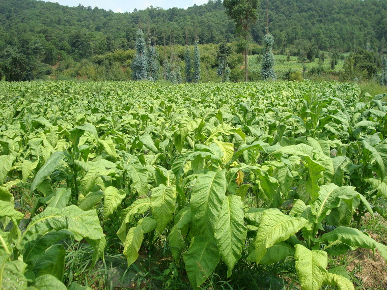 烤菸種植