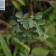 Boenninghausenia sessilicarpa