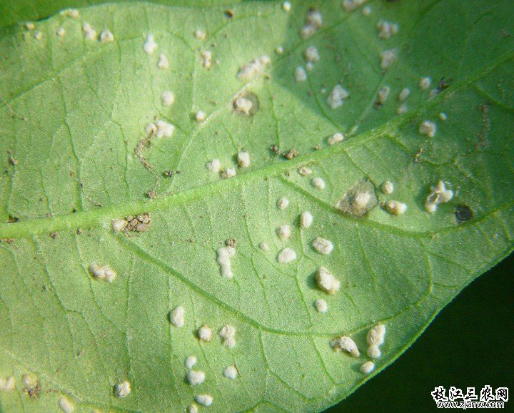 花椰菜白鏽病