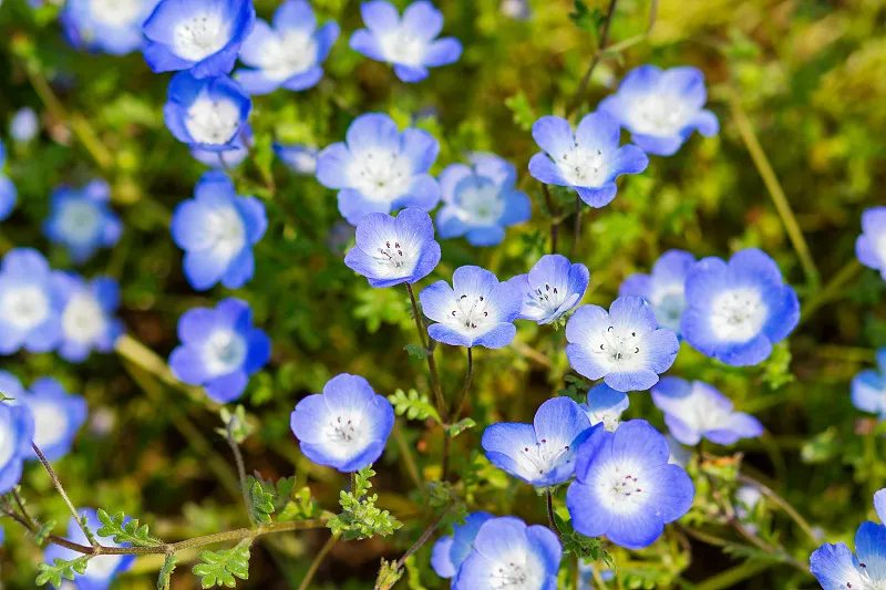 粉蝶花