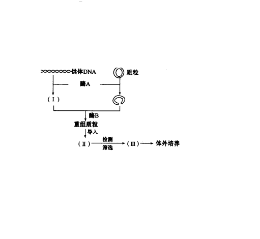 鳥胺酸氨甲醯基轉移酶缺乏症