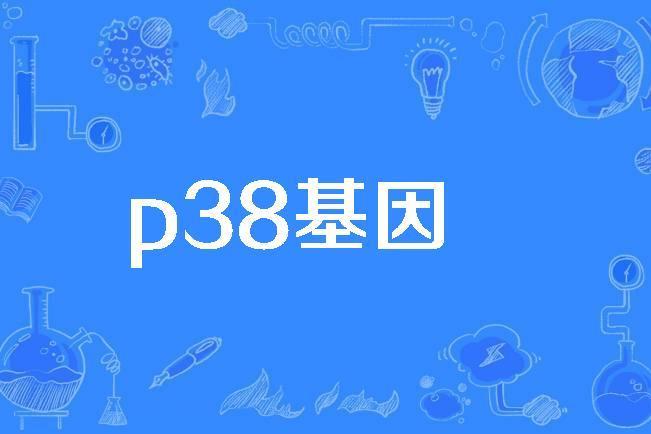 p38基因