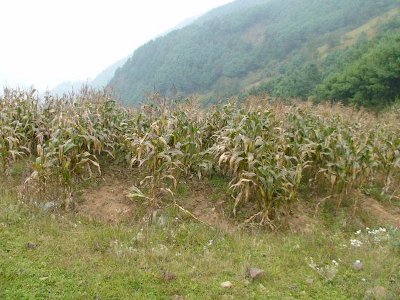 松樂村(雲南省昭通市昭陽區炎山鄉下轄村)