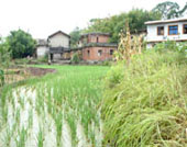 稻田養蟹