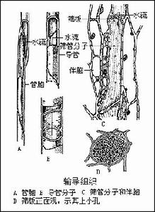 食物輸導細胞（篩分子）和伴胞