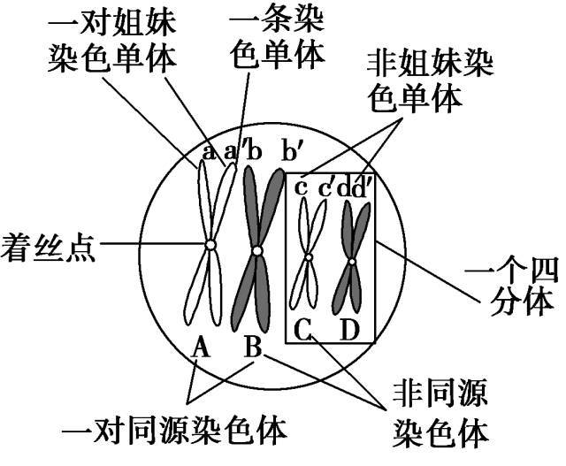 非姐妹染色單體