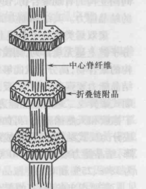 串晶形貌