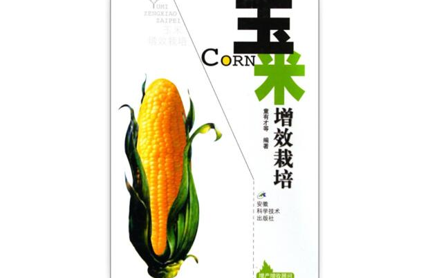 玉米增效栽培