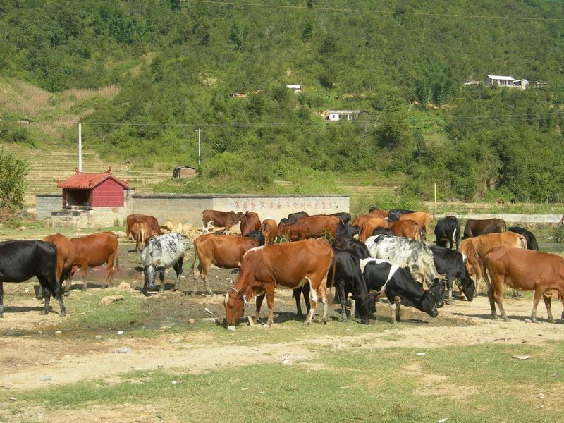 肉牛養殖業