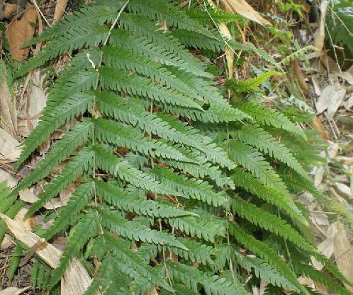 狗脊(植物)