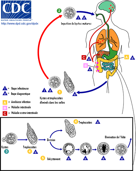 急性細菌性痢疾