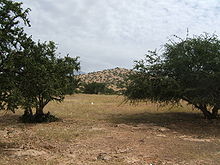 Argan savanna northeast of Taroudant