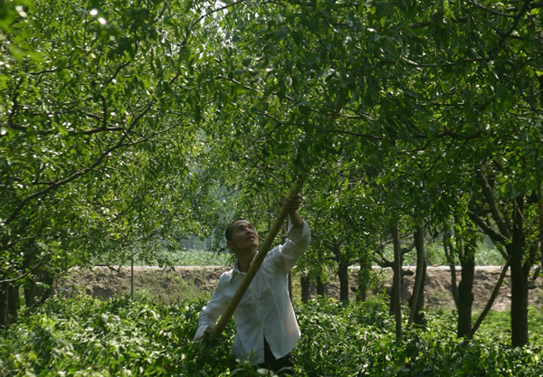 田口棗園