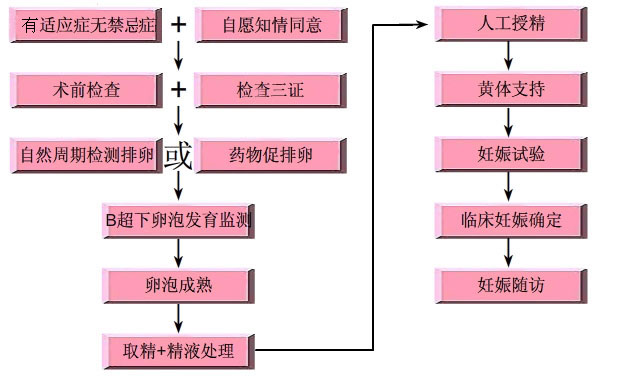 　人工授精的實施過程