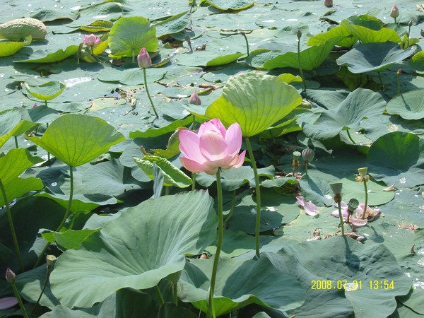 江川農場荷花