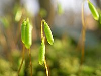 苔蘚孢子囊