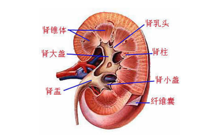 腎盂