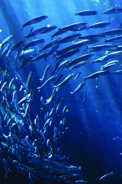 國際海洋生物普查計畫