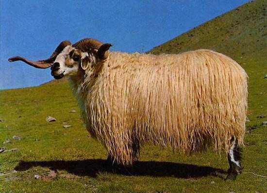 石渠藏系綿羊