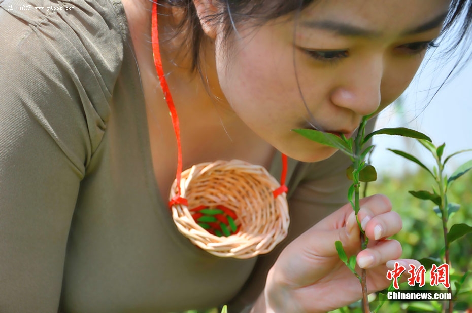 口唇採茶工藝