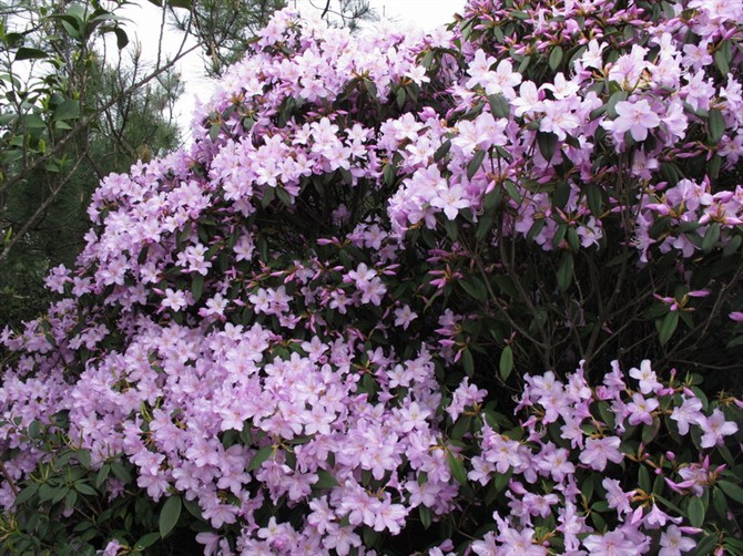 鹿角杜鵑（最盛花期）