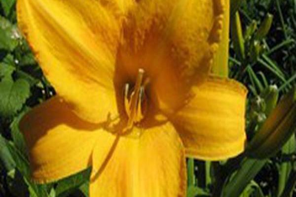 Hemerocallis \x27Chicago Sunrise\x27