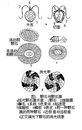 盤星石